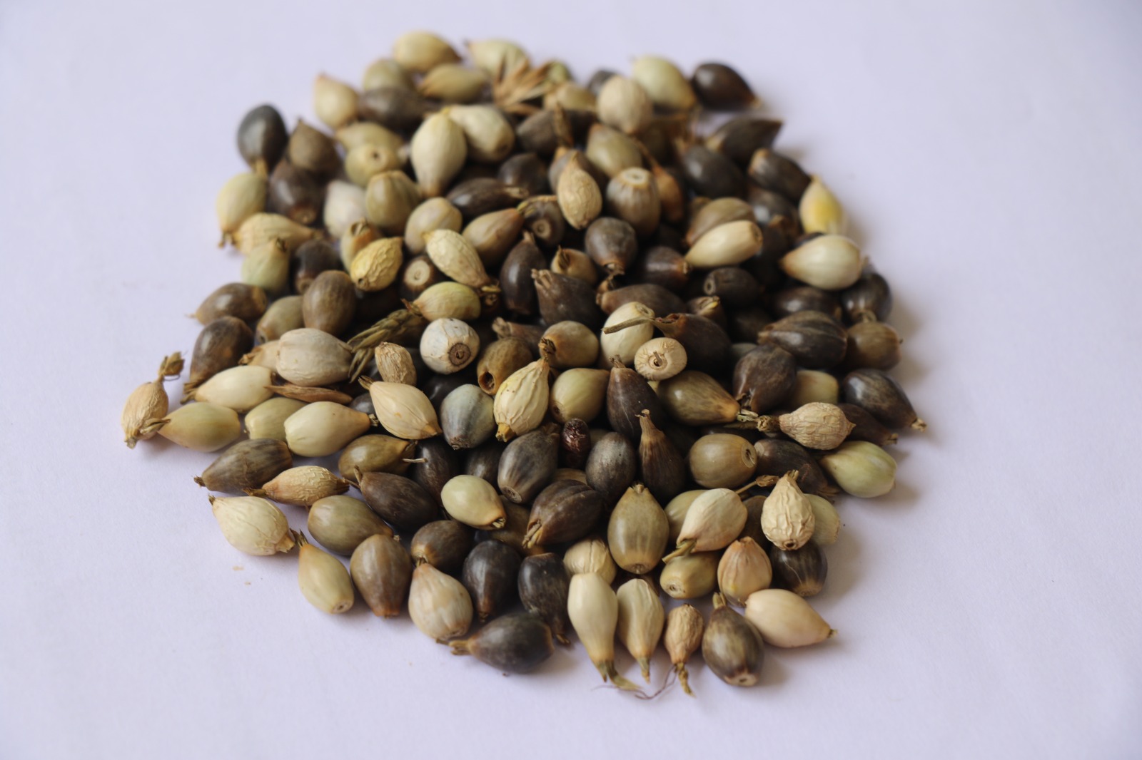 WhatsApp Image 2024-11-15 at 10.26.51 PM