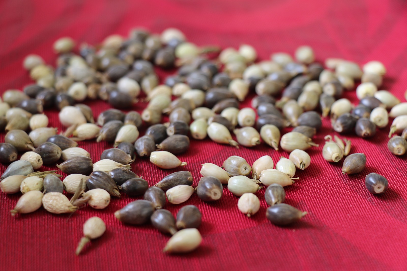 WhatsApp Image 2024-11-15 at 10.27.08 PM